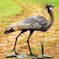 Dance - Crowned crane pair - life-sized