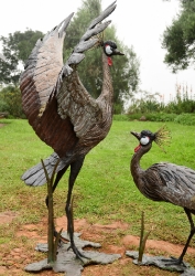 Dance - Crowned crane pair - life-sized