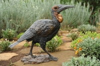 Ground hornbill