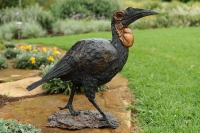 Ground hornbill