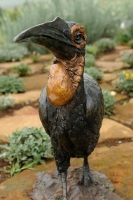 Ground hornbill