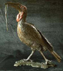 Ground Hornbill with Snake (or not)