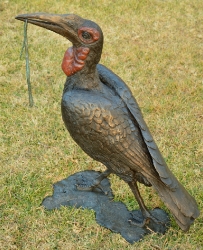 Ground Hornbill with Snake (or not)