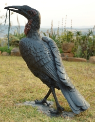 Ground Hornbill with Snake (or not)