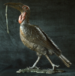 Ground Hornbill with Snake (or not)