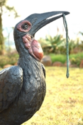 Ground Hornbill with Snake (or not)