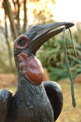 Ground Hornbill with Snake (or not)