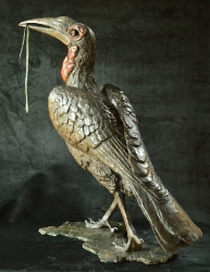 Ground Hornbill with Snake (or not)