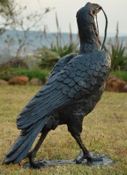 Ground Hornbill with Snake (or not)