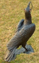 Ground Hornbill with Snake (or not)