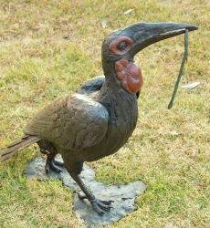 Ground Hornbill with Snake (or not)