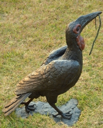 Ground Hornbill with Snake (or not)