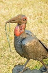 Ground Hornbill with Snake (or not)