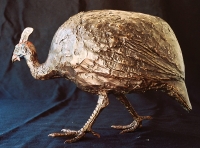 Helmeted Guineafowl