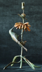 Malachite sunbird on leonotis flower