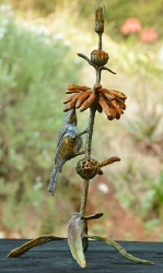 Malachite sunbird on leonotis flower