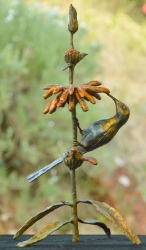 Malachite sunbird on leonotis flower