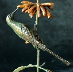 Malachite sunbird on leonotis flower