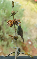 Malachite sunbird on leonotis flower