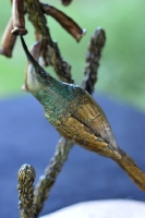 Orange-Breasted Sunbird