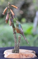 Orange-Breasted Sunbird