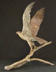 Peregrine Falcon - Life-sized