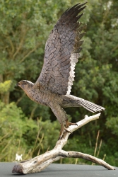 Peregrine Falcon - Life-sized