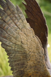 Peregrine Falcon - Life-sized