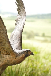 Peregrine Falcon - Life-sized