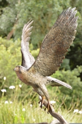 Peregrine Falcon - Life-sized