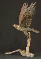 Peregrine Falcon - Maquette