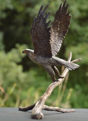 Peregrine Falcon - Maquette