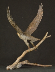 Peregrine Falcon - Maquette