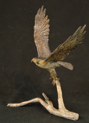 Peregrine Falcon - Maquette