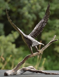 Peregrine Falcon - Maquette