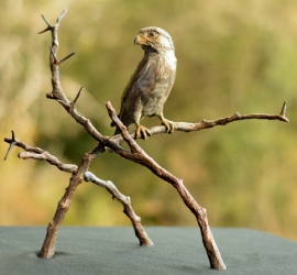 Pygmy Falcon