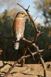 Pygmy Falcon