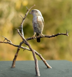 Pygmy Falcon