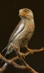 Pygmy Falcon