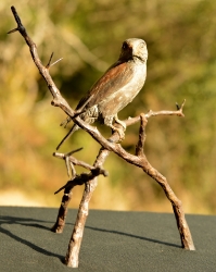 Pygmy Falcon