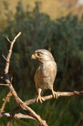 Pygmy Falcon