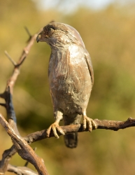 Pygmy Falcon