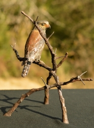 Pygmy Falcon