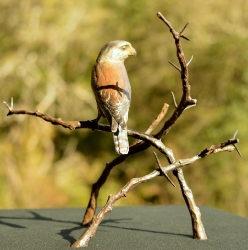 Pygmy Falcon