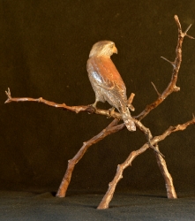 Pygmy Falcon