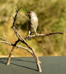 Pygmy Falcon