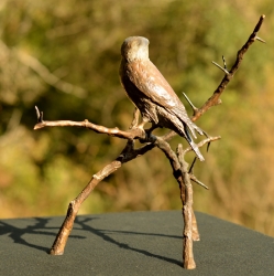 Pygmy Falcon