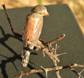 Pygmy Falcon