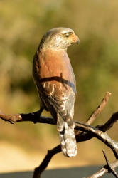 Pygmy Falcon