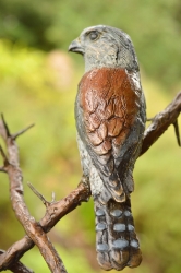 Pygmy Falcon on thorny branches